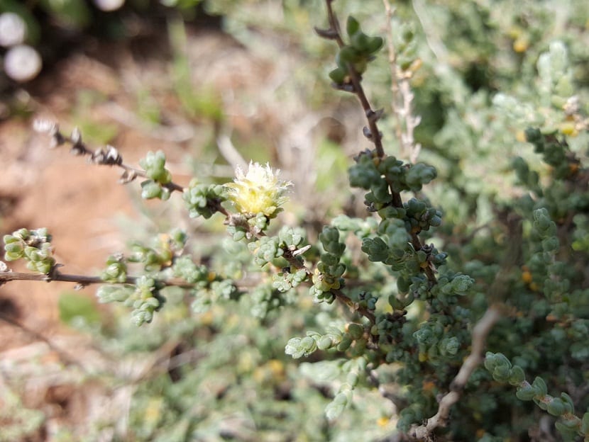 Sisallo (Salsola vermiculata): cultivo, pasto y usos
