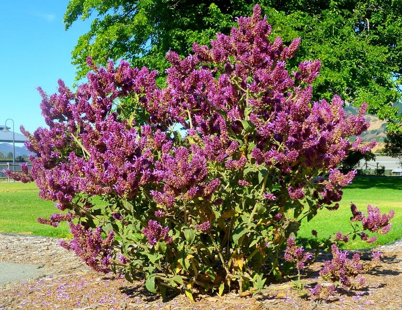 arbusto llamado Salvia canariensis
