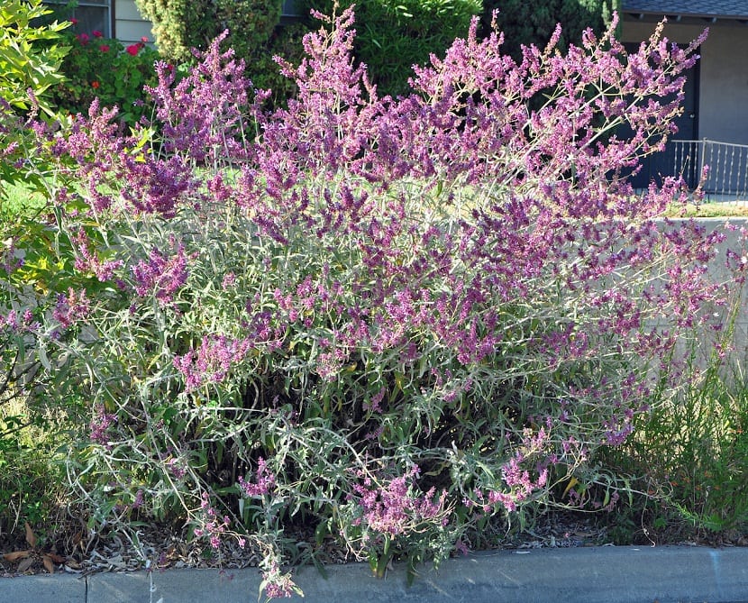 Salvia canariensis: cultivo, poda y cuidados del arbusto