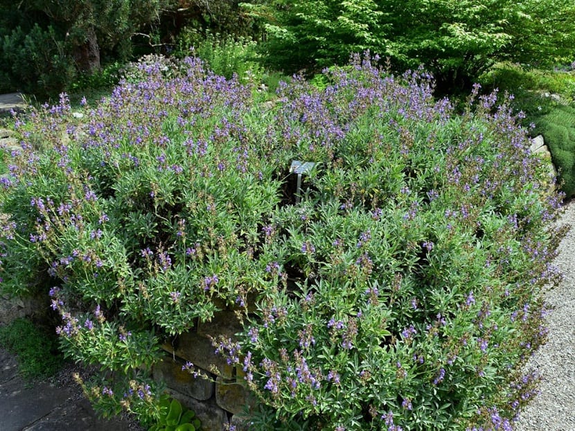 arbusto lleno de pequenas flores color lila o morada