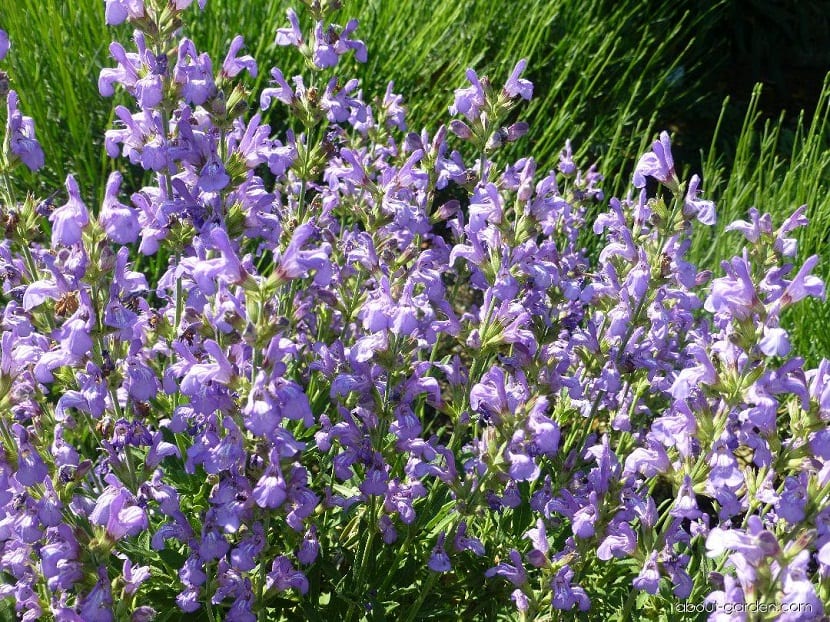 campo lleno de flores aromaticas de color lila