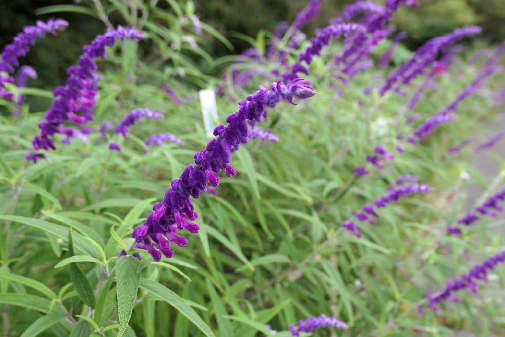 Salvia leucantha: cuidados, poda y floración de otoño