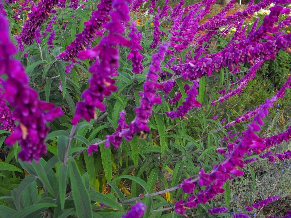 Las flores de la Salvia leucantha son muy decorativas