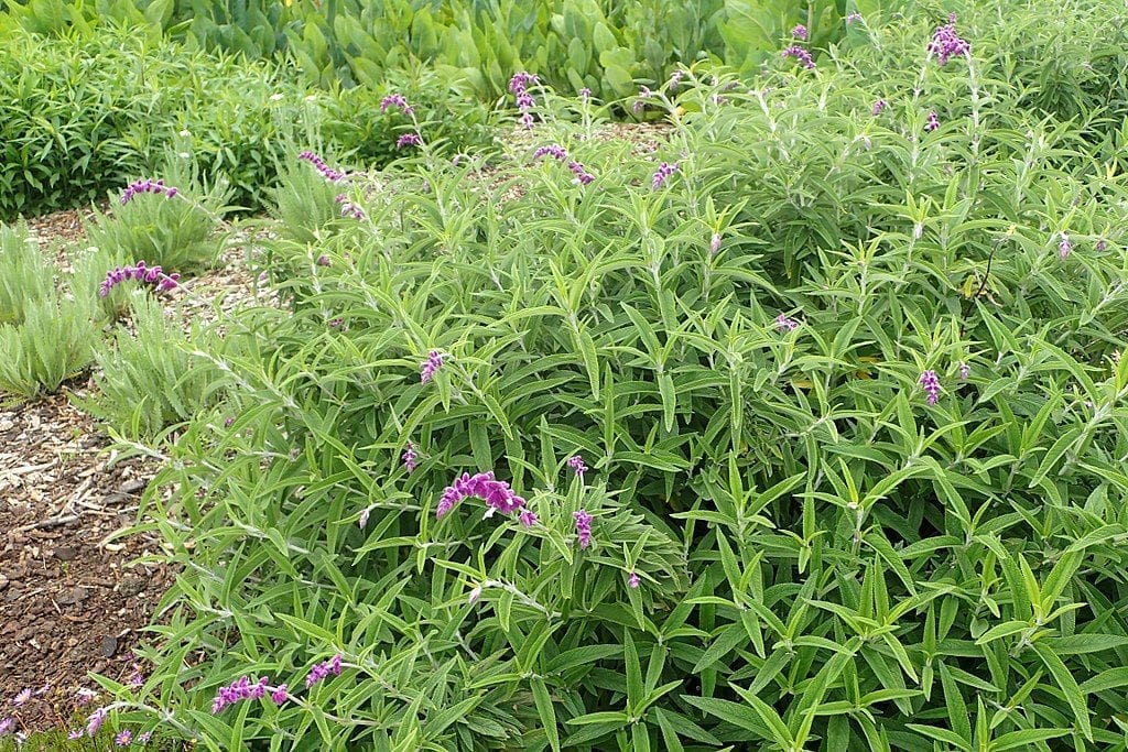 Vista de la Salvia leucantha