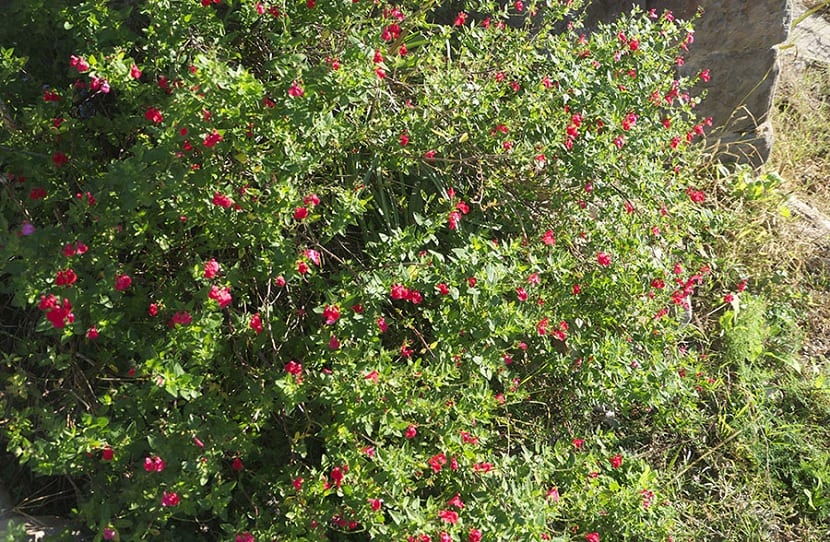 Salvia microphylla: cuidados, poda y cultivares