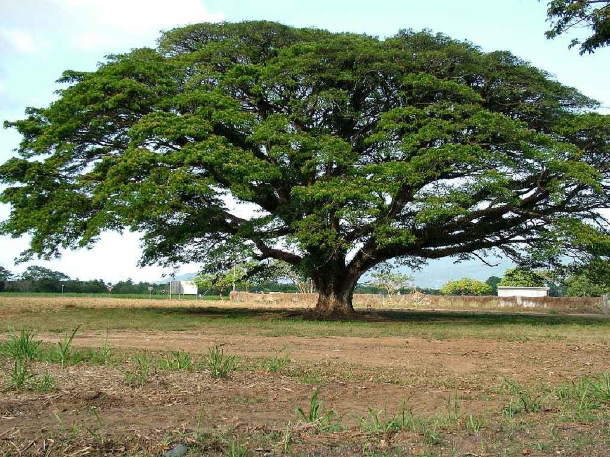 arbol con tronco de pequeno tamano llamado Samanea saman