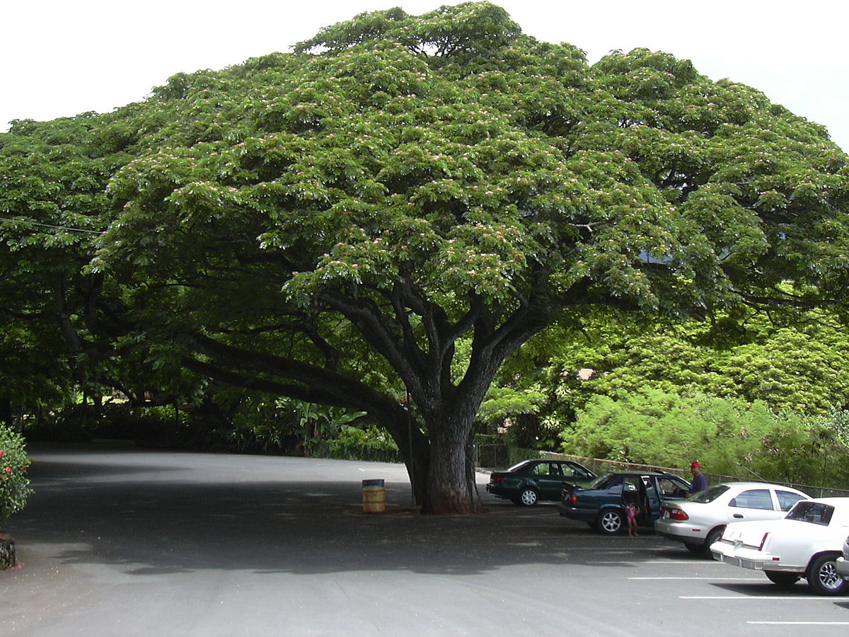 arbol de gran follaje llamado Samanea saman