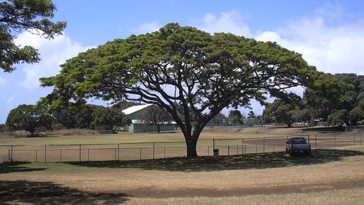arbol que ofrece mucha sombra gracias a us hojas