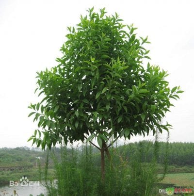 Árbol de la planta Santalum album