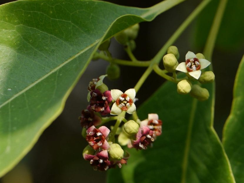 Detalle de las flores de sándalo