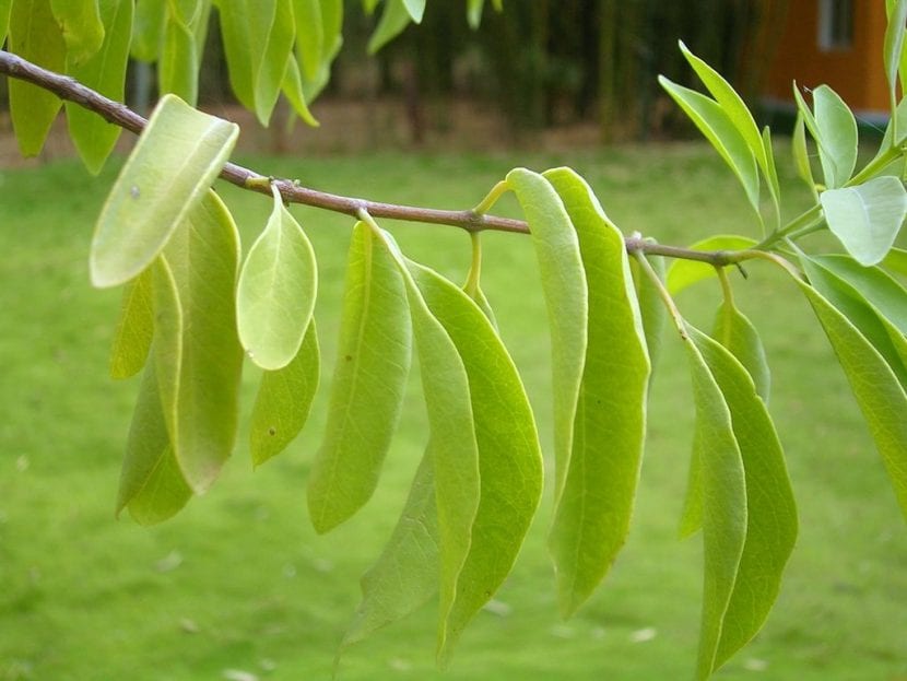 Hojas de la planta sándalo