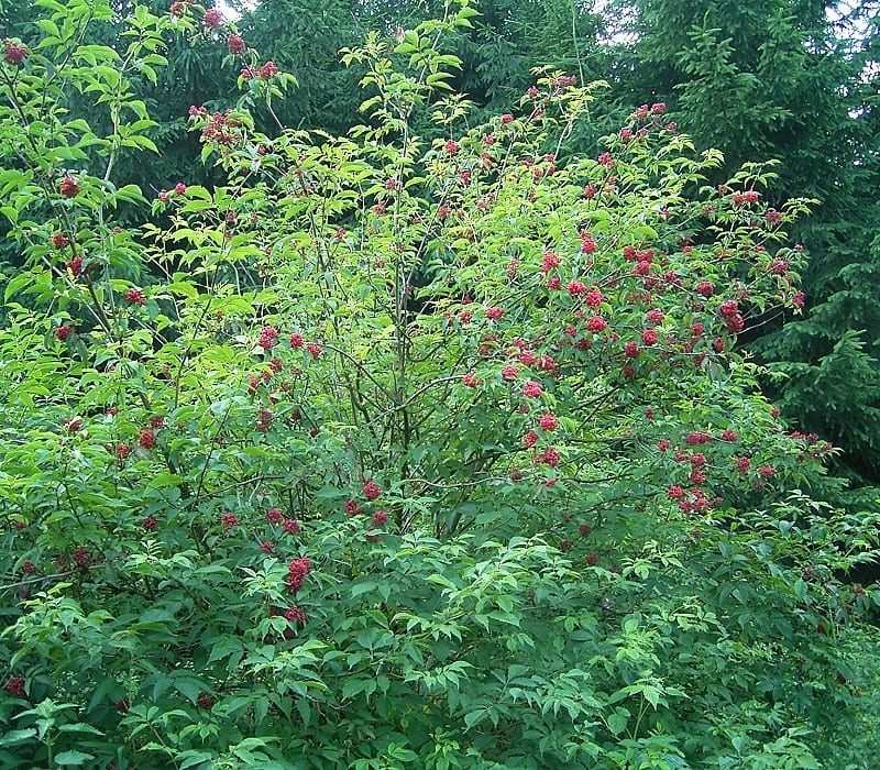 Planta de Sambucus racemosa