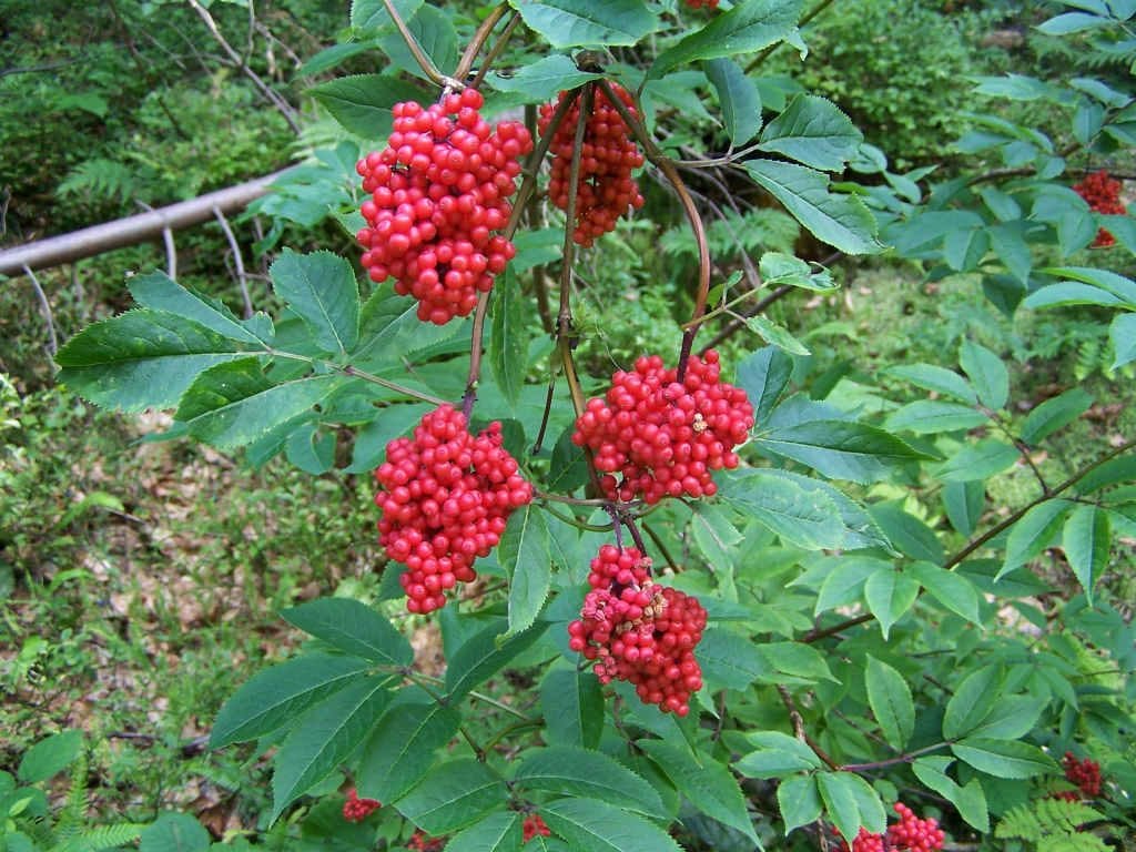 Frutos de Sambucus racemosa