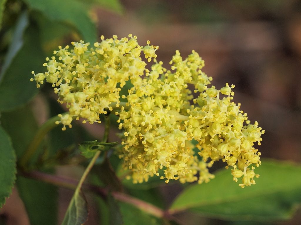 Flores de Sambucus racemosa