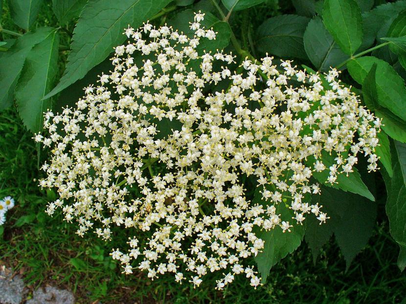 Sambucus nigra