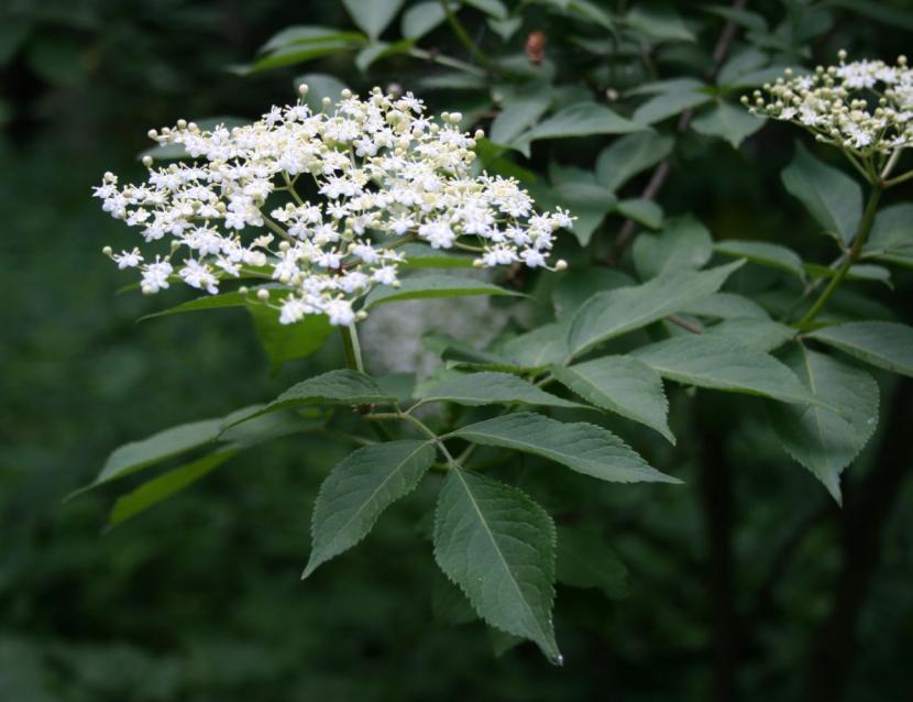 Saúco (Sambucus nigra): cultivo, poda, variedades y avisos