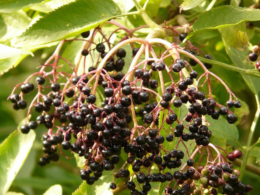 Frutos de Sambucus nigra