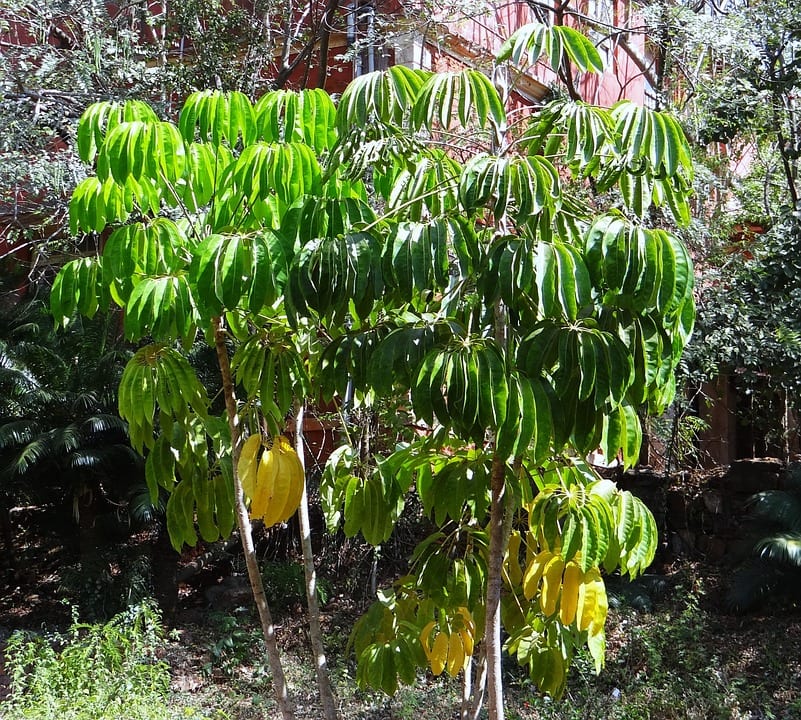 La cheflera son plantas perennifolias