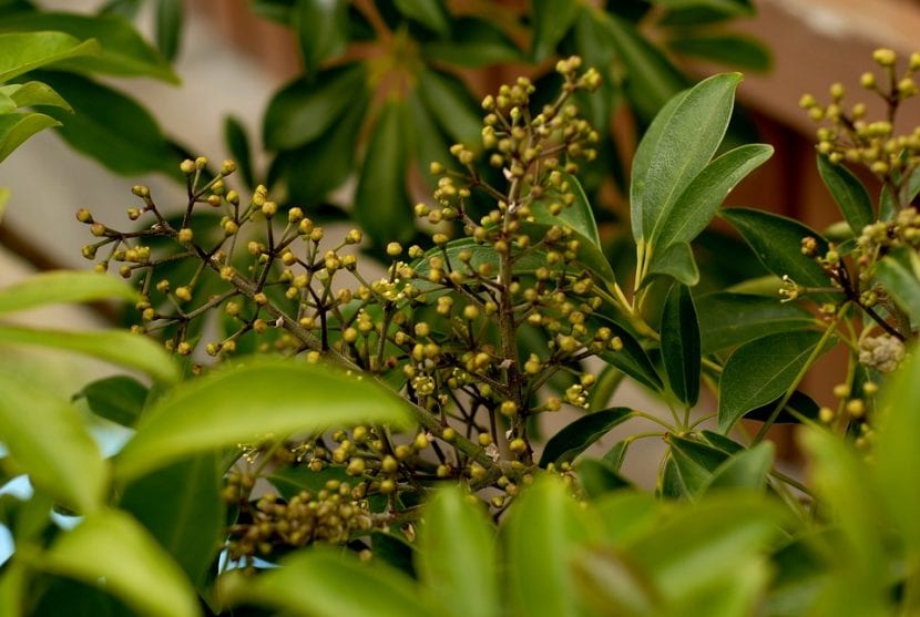 Las flores de la cheflera son pequeñas