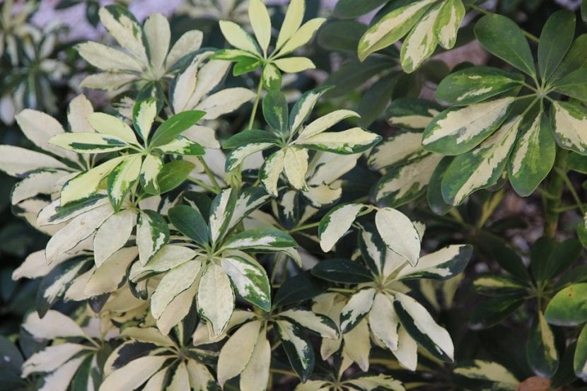 Las hojas de la cheflera pueden ser verdes o variegadas