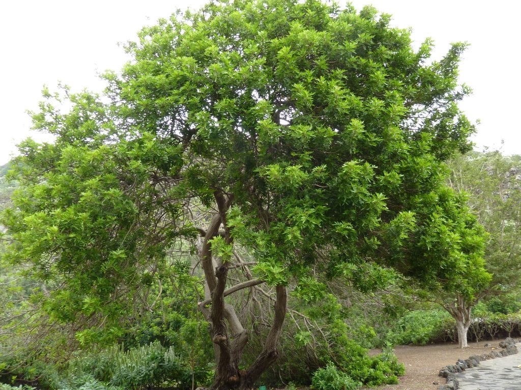Schinus terebinthifolius: cultivo, poda y pimienta rosa