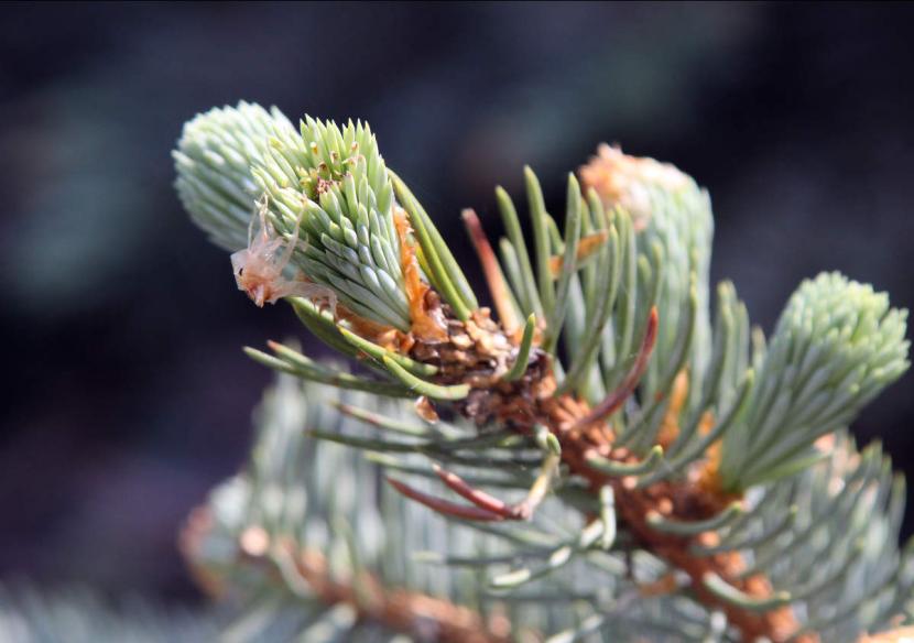 ¿Se pueden tener árboles en interior? Especies y cuidados