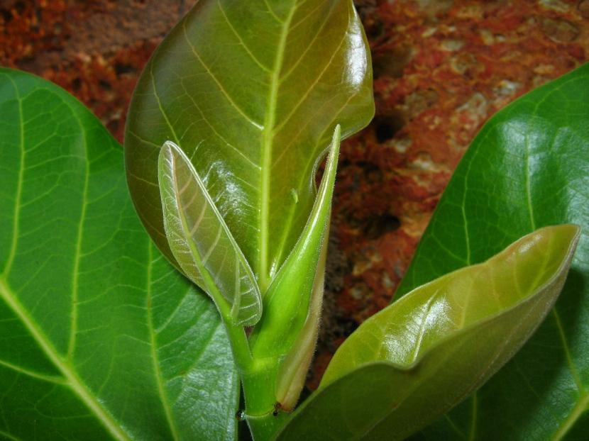 Hojas de árbol joven