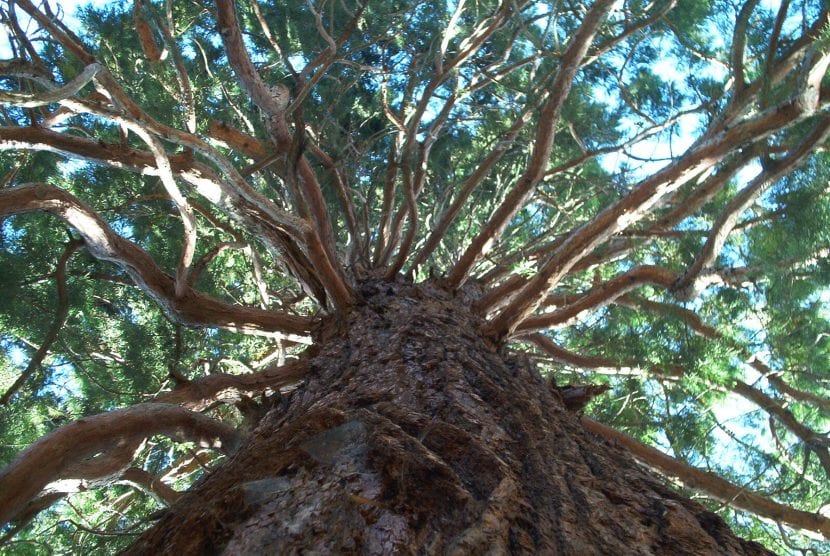 Ejemplar de Sequoiadendrum giganteum