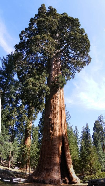 Vista de un ejemplar de Sequoiadendron giganteum