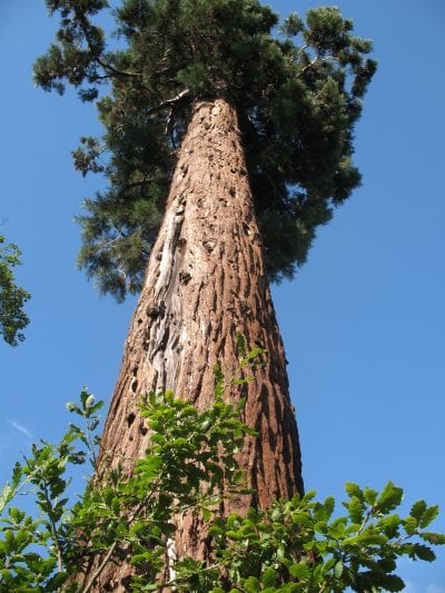 Tronco y hojas del Sequoiadendron giganteum