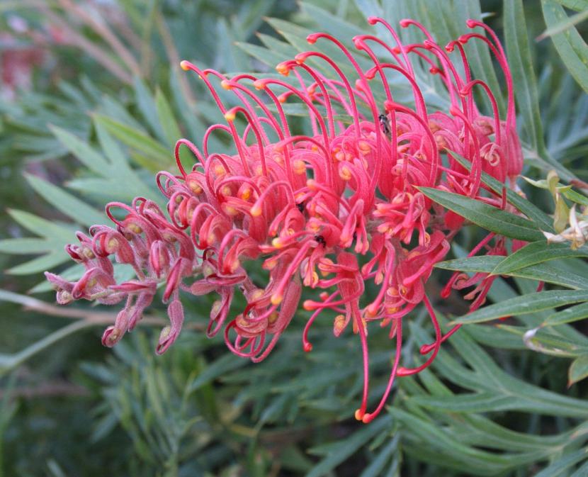 Grevillea 