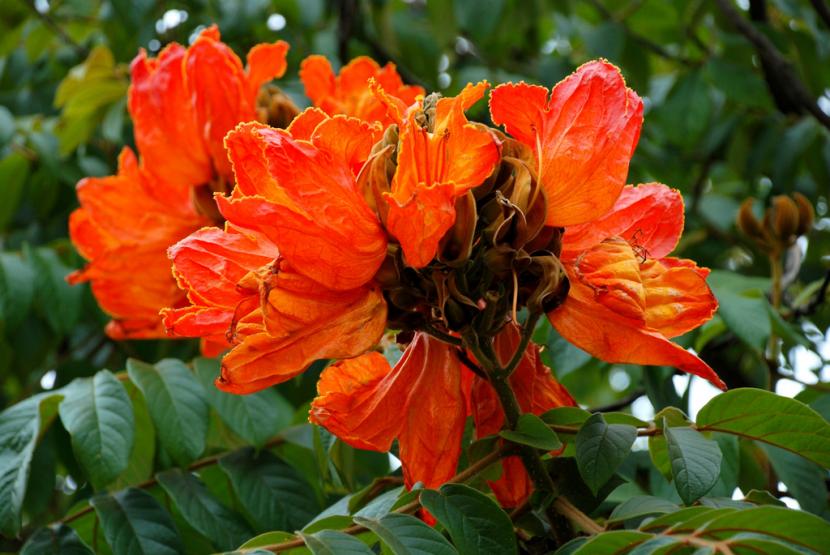 Spathodea campanulata
