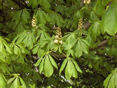 Hojas palmeadas de castaño de Indias, Aesculus hippocastanum