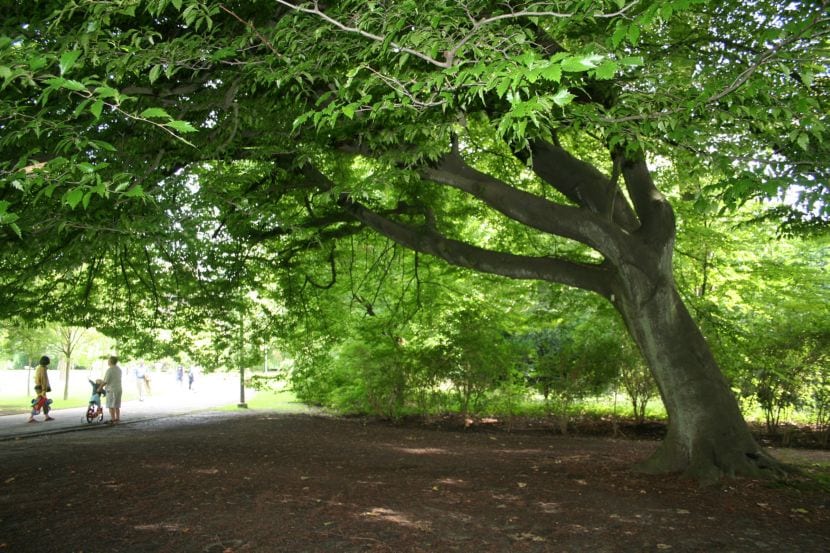 Árboles de sombra: cuáles plantar y dónde según el clima