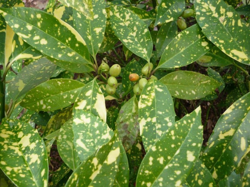 Aucuba japonica