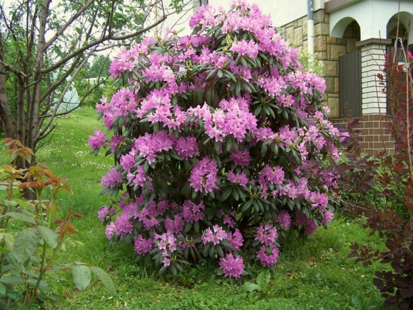 Rhododendron catawbiense