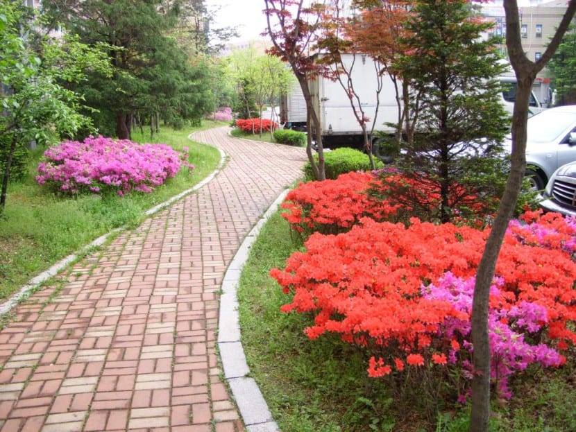 Azalea en Corea