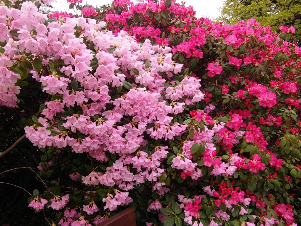 Arbustos japoneses: cuáles plantar según tu suelo