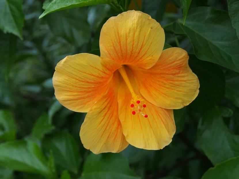 Hibiscus amarillo