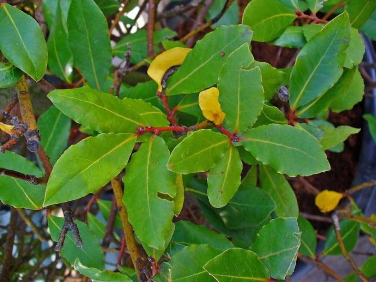 Hojas de laurel, Laurus nobilis