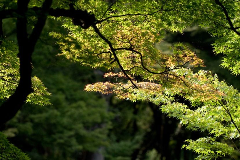 Arces para el jardín: qué especie aguanta tu clima