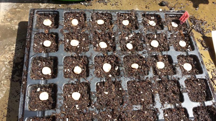 Sembrar árboles en semillero: guía completa paso a paso