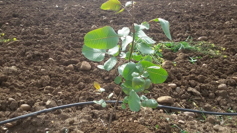 pequeno arbol sembrado