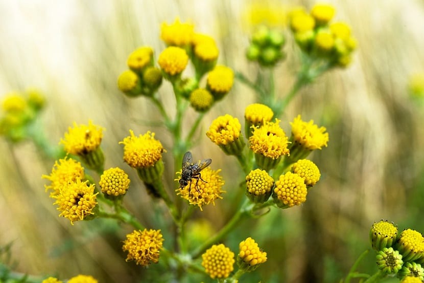 Senecio vulgaris o hierba cana: cómo identificarla y controlarla