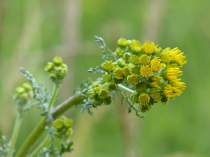 rama de arbusto con pequeñas flores de color amarillo