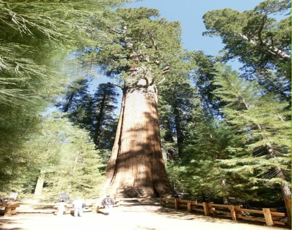 Sequoia gigante