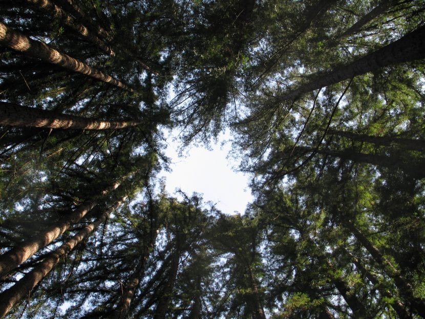 Vista del Sequoia sempervirens en hábitat