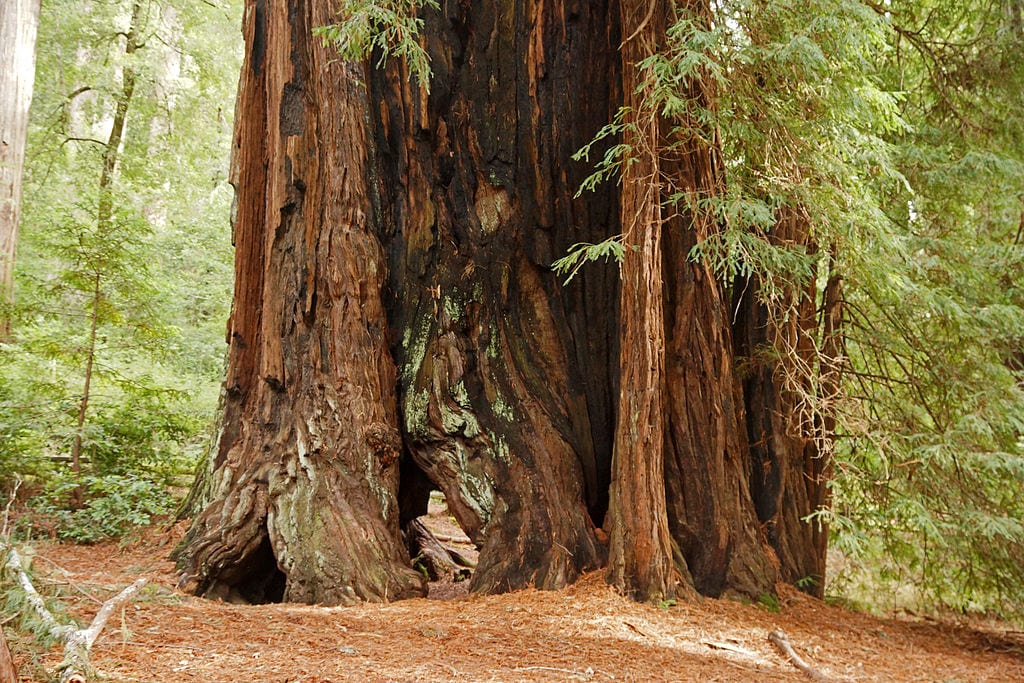 Sequoia sempervirens: la secuoya roja de la costa