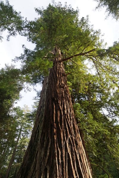 El Sequoya sempervirens es una conífera de lento crecimiento