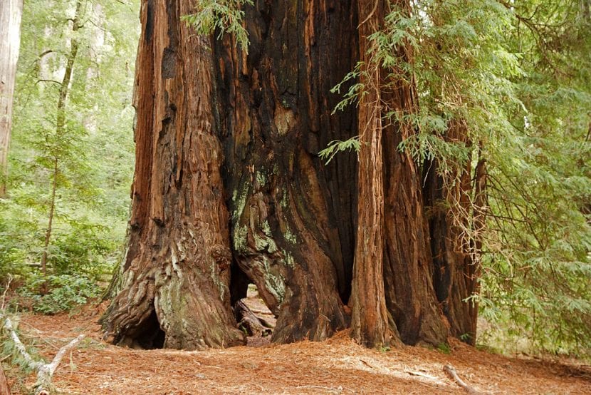 El tronco del Sequoia sempervirens es muy grueso